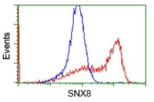 IHC-plus™ SNX8 Antibody (clone 4F8)