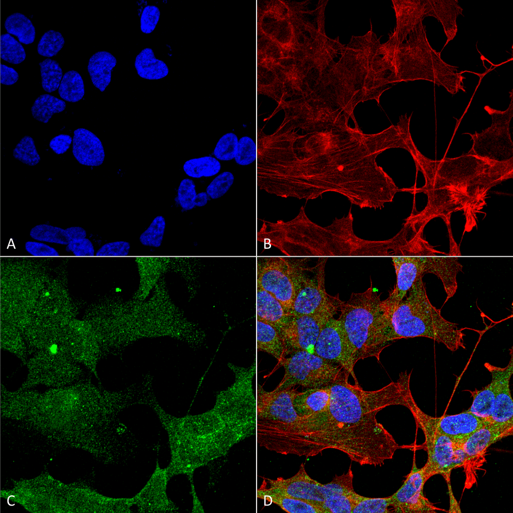 ATG3 Antibody (Biotin)