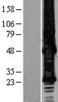 GJB6 / CX30 / Connexin 30 Protein (Over-Expression Lysate Myc-DDK (Flag))