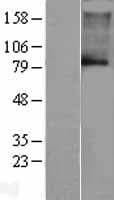 KCNN3 / SK3 Protein (Over-Expression Lysate Myc-DDK (Flag))