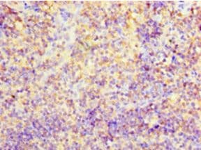CD2 Antibody (aa25-209, Biotin)