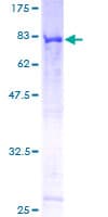 Human CEP55 Protein (Recombinant GST)