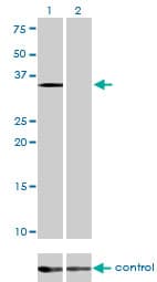Monoclonal Mouse anti-Human EIF2S1 Antibody (clone 3H12-C11, IF, WB)