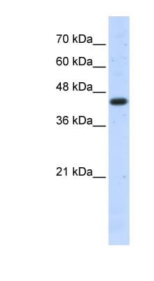 ACTB / Beta Actin Antibody (C-Terminus)
