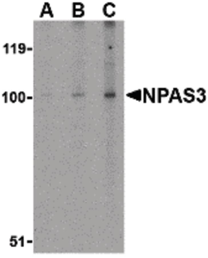 IHC-plus™ NPAS3 Antibody