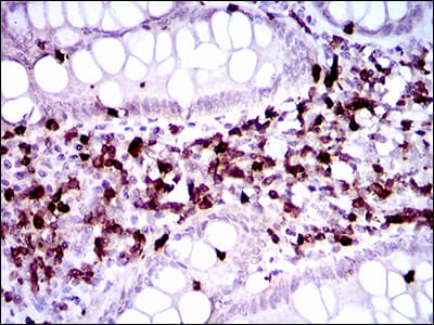 CD7 Antibody (aa72-175, clone 5B10E3)