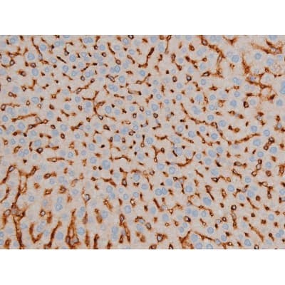 CREB1 / CREB Antibody (phospho-Ser142)