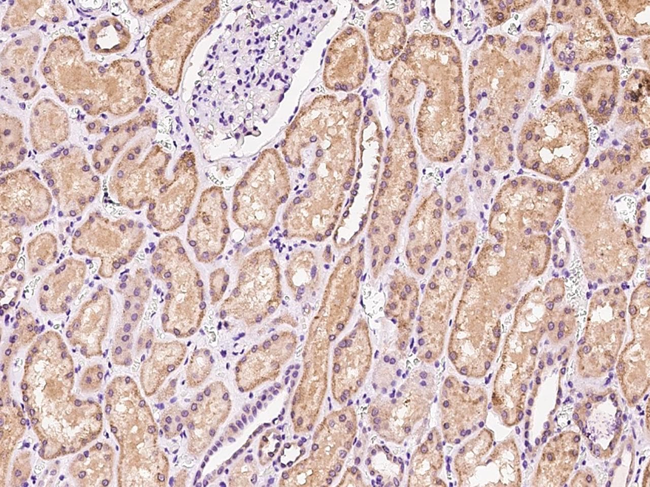 Polyclonal Rabbit anti-Human EEFSEC / EFSEC Antibody (IHC)