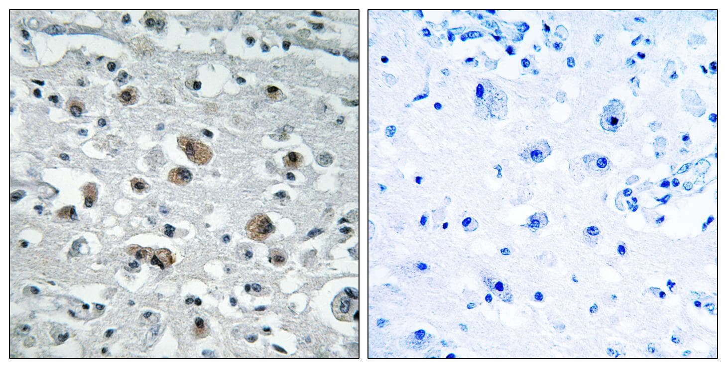 GPRASP1 / GASP-1 Antibody