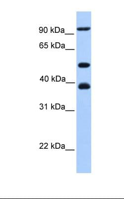 MCM3 Antibody (aa696-745)