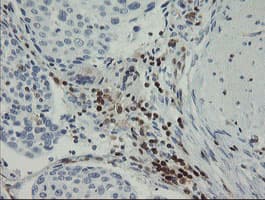 Monoclonal Mouse anti-Human GIMAP4 Antibody (clone OTI1A11, Carrier-free, IHC, IF, WB)
