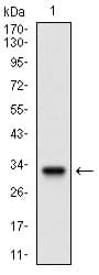 CD135 / FLT3 Antibody (aa930-991, clone 7B7C3)