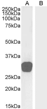 IHC-plus™ GDF15 Antibody (aa286-299)