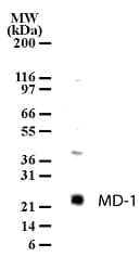 IHC-plus™ Polyclonal Rabbit anti-Human MD-1 / LY86 Antibody (aa112-125, IHC, WB)