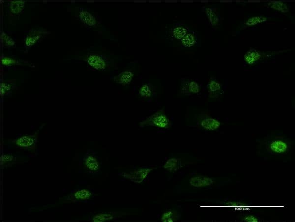 PLRG1 Antibody (clone 7H2)