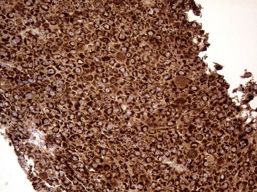 Monoclonal Mouse anti-Human SHMT / SHMT2 Antibody (clone OTI1E12, Carrier-free, IHC, WB)
