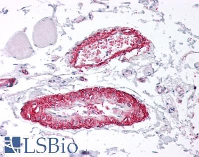 IHC-plus™ HRH2 / Histamine H2 Receptor Antibody (Internal)