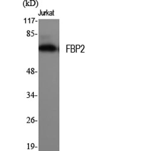 Polyclonal Rabbit anti-Human KHSRP / FBP2 Antibody (N-Terminal, WB)