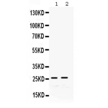 GSTA1 Antibody (aa63-97)