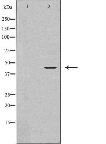 Polyclonal Rabbit anti-Human GJA1 / CX43 / Connexin 43 Antibody (IHC, WB)
