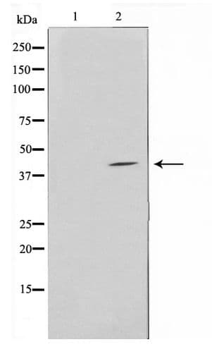 ERGIC3 Antibody