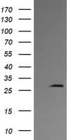KLK8 / Kallikrein 8 Antibody (clone OTI2C6)