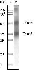 TRIM5 Antibody (clone 3B11H2)