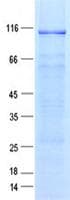 Human ZNF41 Protein (Recombinant GST, N-terminus + His, C-terminus)