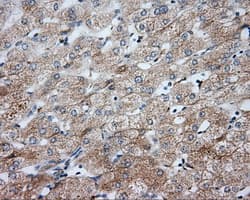 NME4 Antibody (clone OTI2G1)