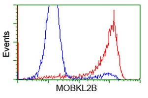 Monoclonal Mouse anti-Human MOBKL2B / MOB3B Antibody (clone OTI2H8, IF, WB)