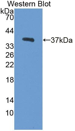 DUSP6 / MKP3 Antibody (aa1-300)
