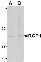 IHC-plus™ RGP1 Antibody