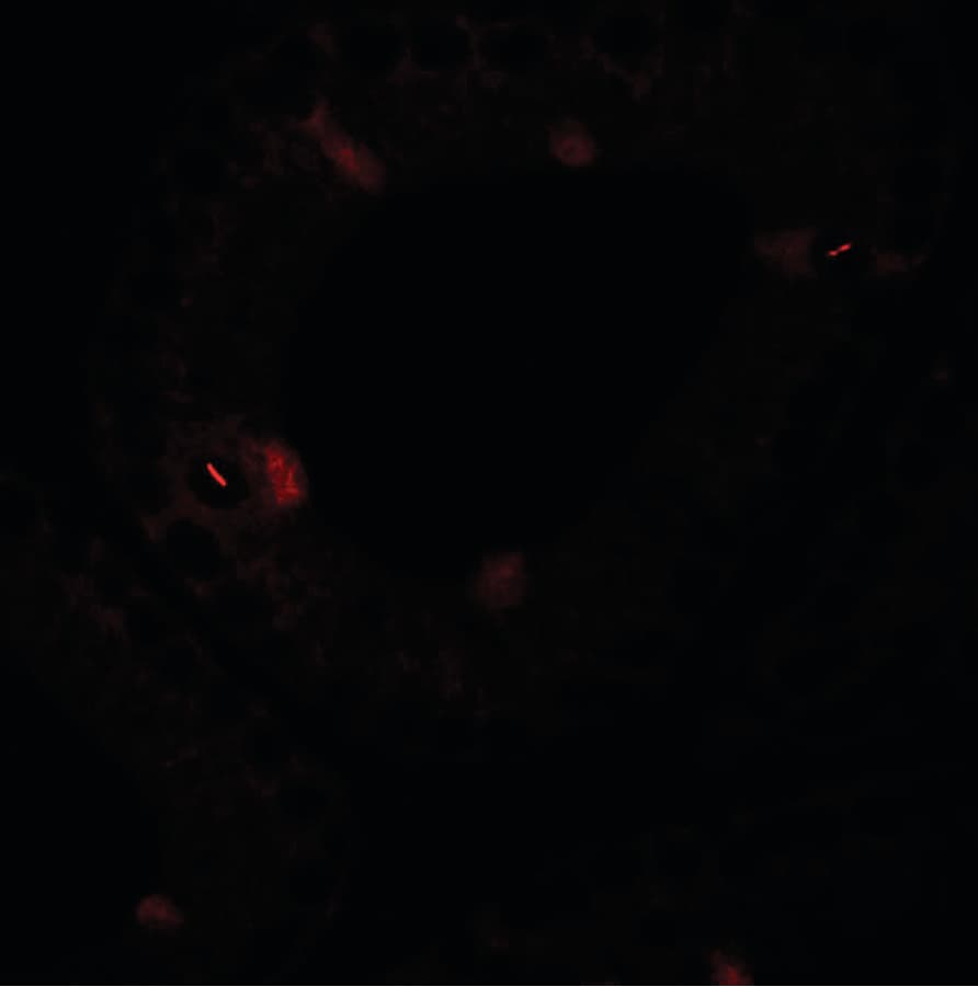 Polyclonal Rabbit anti-Human SPATA4 Antibody (IHC, IF, WB)