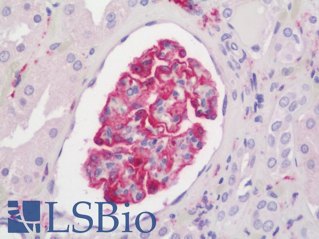 PathPlus™ Polyclonal Rabbit anti-Human AIF1 / IBA1 Antibody (IHC, WB)