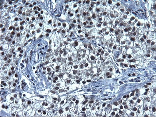 SMAD1 Antibody (clone OTI1E2, Carrier-free)