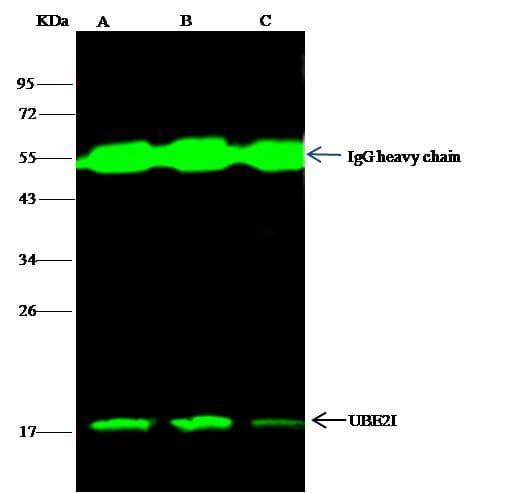 UBE2I / UBC9 Antibody (Preservative Free)