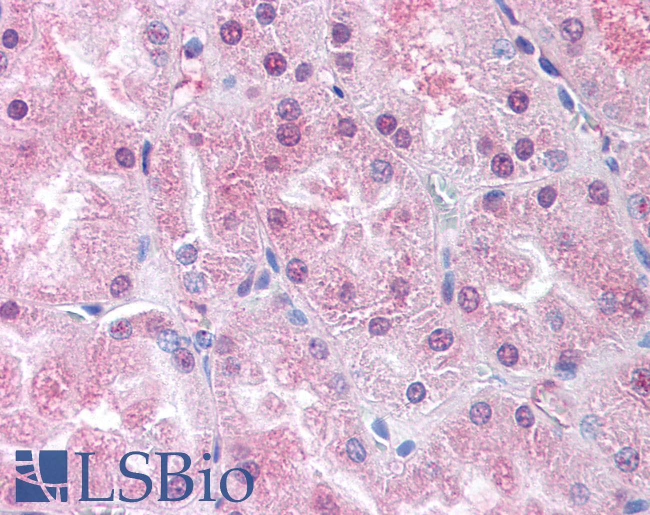 IHC-plus™ USP33 / VDU1 Antibody (Internal)