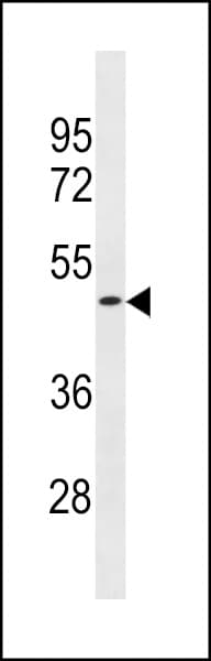 OR1S2 Antibody (aa221-249)