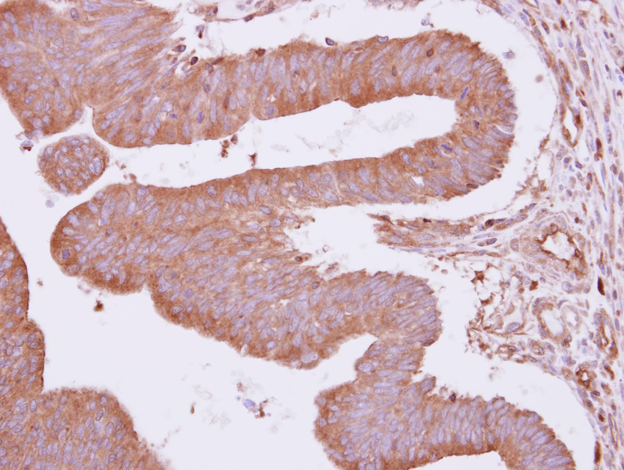 ARHGAP4 Antibody (aa1-280)