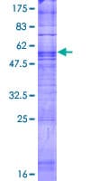 Human TAS2R7 / T2R7 Protein (Recombinant GST)