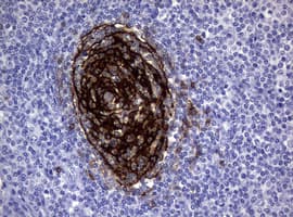 Monoclonal Mouse anti-Human FCER2 / CD23 Antibody (clone OTI6C2, IHC, WB)