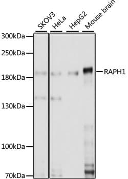 Polyclonal Rabbit anti-Human RAPH1 Antibody (WB)
