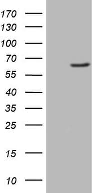 FMO3 Antibody (aa1-291, clone OTI3H1, Carrier-free)