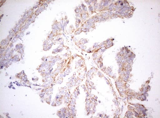 DECR1 Antibody (clone OTI4G4, Carrier-free)