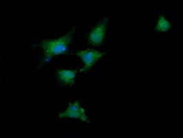 DDX58 / RIG-1 / RIG-I Antibody (clone OTI6C1, Carrier-free)