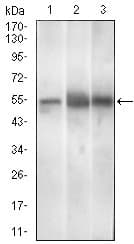 PAX3 Antibody (aa142-203, clone 7D8G7)