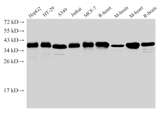 GAPDH Antibody