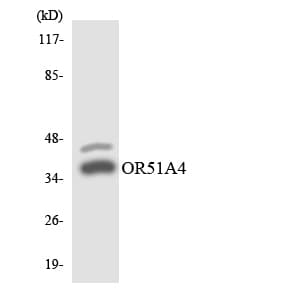 Polyclonal Rabbit anti-Human OR51A4 Antibody (aa190-239, WB)