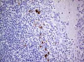 TGIF1 Antibody (clone OTI1B12, Carrier-free)