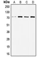 Polyclonal Rabbit anti-Human SRC Antibody (C-Terminus, IHC, IF, WB)